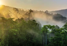 Ecuador celebra el ‘Día Internacional de la Preservación de los Bosques Tropicales’