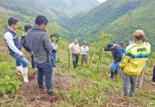Productores de Chinchipe adquieren conocimientos para producir guayusa