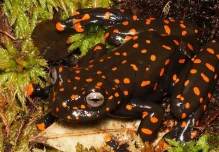 Dos nuevas especies de ranas fueron descritas en la cuenca alta del río Napo