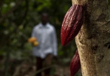 Calidad y trazabilidad impulsan al cacao ecuatoriano hacia los mercados premium
