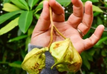 Investigadores alertan sobre amenazas de manglar exótico de Asia en Ecuador