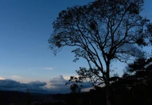 Los bosques amazónicos renacen con 2.300 hectáreas en proceso de restauración