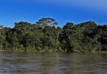 Expertos estudian 13 posibles nuevas especies en la Amazonía de Ecuador