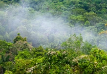 Descubren nueva especie de árbol en cordillera amazónica fronteriza entre Ecuador y Perú