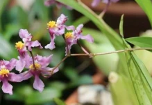 Nuevas orquídeas descubiertas evidencian la alta fragilidad de los ecosistemas ecuatorianos