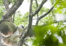 Ecuador y España se unen para proteger águila harpía en Limoncocha