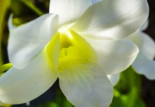 12 jardines botánicos de Orquídeas fueron regularizados en Napo