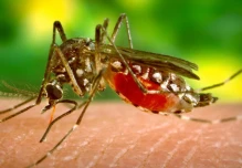 Dengue: Ecuador registra 15 muertos y 11,492 casos