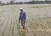 MAGP abre registro para compra directa de arroz a pequeños y medianos productores
