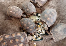 Ecuador devuelve a 35 boas y nueve tortugas a su hábitat en el Yasuní