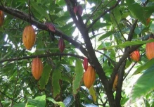 El precio del cacao se cotizó en $ 8.153 por tonelada