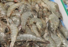 Camarón desplazará al petróleo como principal exportación de Ecuador