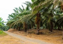 Producción de aceite de palma en Ecuador se encamina a uno de sus mejores años