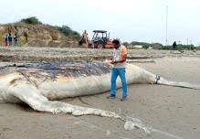 Ballena jorobada, que se varó en playa de Posorja, fue enterrada