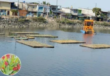 Achira, pasto, caña y lirios, para descontaminar el agua