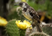 Buscan introducir especies extintas y restaurar ecología en isla de Galápagos