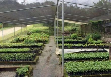 Cultivos de café se vinculan con la conservación de aves
