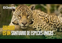 Día mundial de la Tierra: la importancia del medio ambiente en Ecuador