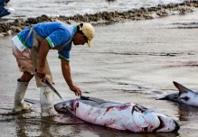 Comisión europea insta a Ecuador a intensificar lucha contra la pesca ilegal 