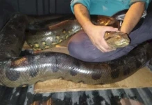 Sucumbíos: rescatan anaconda de más 4 metros de longitud en zona urbana de Lago Agrio
