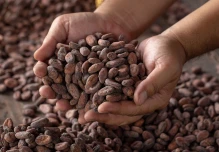 2020, el año del cacao ecuatoriano