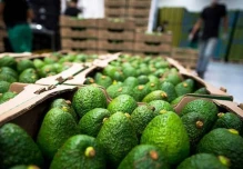 Ecuador exportó por primera vez aguacate hass orgánico a Rusia