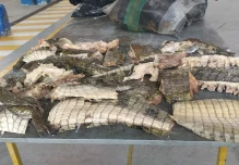 2 personas fueron aprehendidas por tráfico ilegal de carne de especies amenazadas
