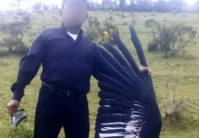 La muerte de una cóndor hembra en Imbabura es investigada