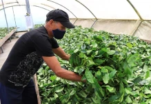 Productos amazónicos tienen potencial con los acuerdos comerciales con México y China
