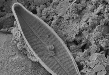 Hallan nuevas especies de algas en glaciares del volcán Antisana 