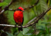 Aumenta la reproducción del pájaro brujo en Galápagos durante 2026