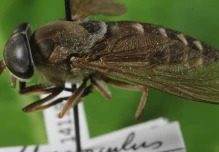 6 especies endémicas de moscas tábanos fueron descubiertas