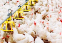 Aranceles entre Ecuador y Colombia elevan costos de la industria avícola