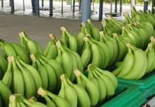 Exportadores solicitan ajustes al toque de queda para evitar impacto en la producción
