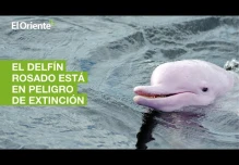 El delfín rosado, de la Amazonía ecuatoriana, está en peligro de extinción

