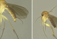 15 nuevas especies de mosquitos de los hongos fueron descritas en Napo