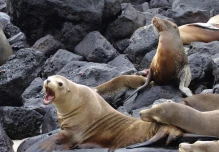 Fortalecen combate contra el tráfico de especies silvestres en Galápagos