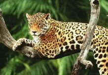 Se estima una población de 2.000 jaguares en el Corredor Napo-Putumayo
