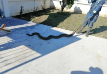 Una boa fue rescatada en Sucumbíos
