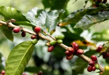 Precios del café suben, pero Ecuador no logra aprovechar el auge internacional
