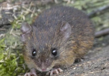 En Ecuador habitan 469 especies nativas de mamíferos