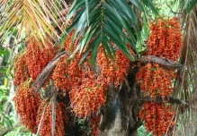 La palma de la chonta es un referente cultural de la Amazonía