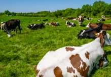 200 ganaderos se beneficiarán con ganadería sostenible y libre de deforestación en Zamora Chinchipe