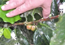 Ecuador es primero en el mundo en producir semillas de híbridos de café Arábica
