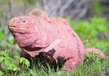 2 crías de iguana rosada fueron halladas en Galápagos