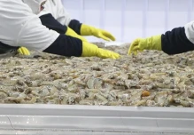 Industria de alimento para camarón impulsa la expansión de la acuicultura ecuatoriana
