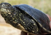 Comienza audiencia del caso sobre tortugas marinas halladas en maleta en Galápagos