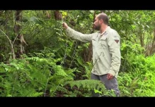 La mora, la incómoda invasora de las Galápagos