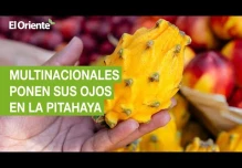 Las multinacionales de bebidas ponen sus ojos en la pitahaya
