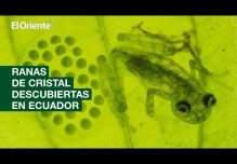 Noticias Ecuador. Noticiero El Oriente 01-04-2022